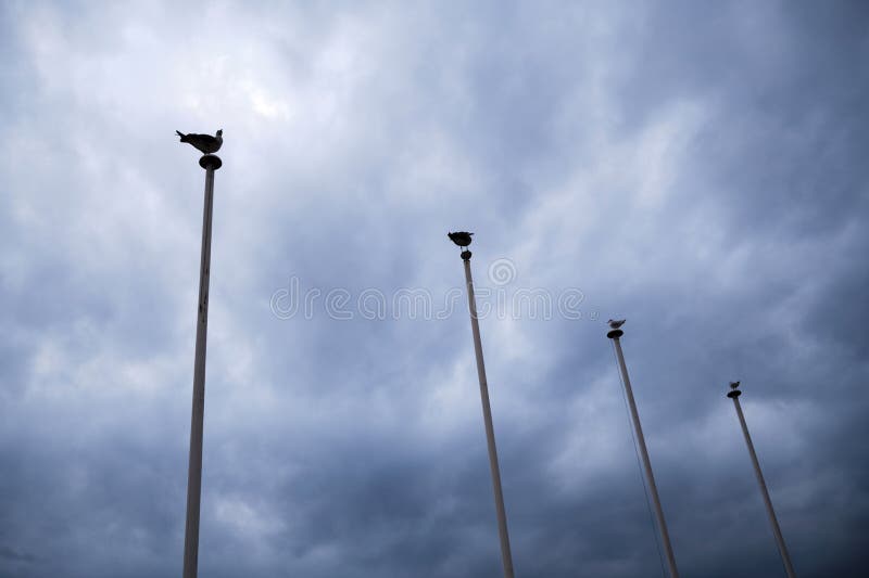 Four birds are sitting on four poles under cloudy sky. Four birds are sitting on four poles under cloudy sky