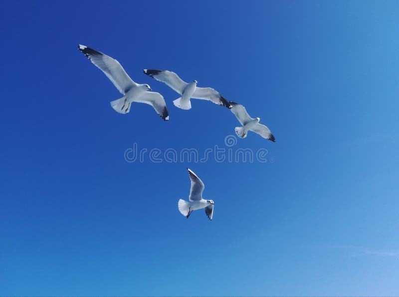 Vier weiße Seemöwen im blauen Himmel lizenzfreie stockfotos Vier weiße Seemöwen im blauen Himmel lizenzfreie stockfotos