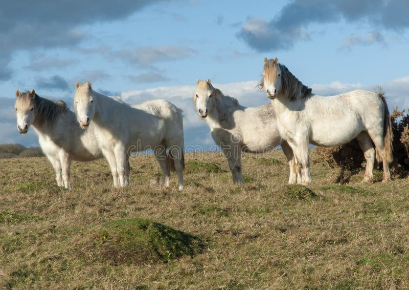 Vier witte paarden die zich op een gebied bevinden royalty-vrije stock foto's Vier witte paarden die zich op een gebied bevinden royalty-vrije stock foto's
