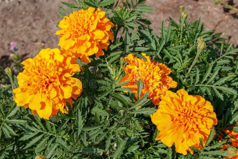 Vier üppige orange und gelbe Blumen mit grünen stacheligen Blättern stockbild Vier üppige orange und gelbe Blumen mit grünen stacheligen Blättern stockbild
