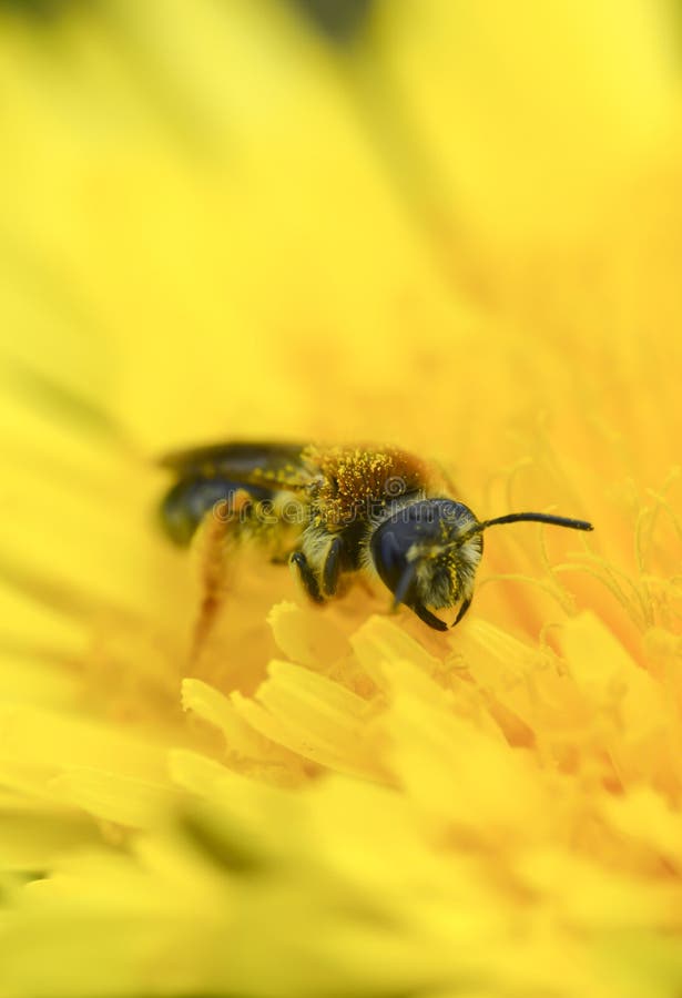 Viespi colectează polen pe o fotografie verticală cu macrocomandă de păpăpăpăpădie galbenă stock images