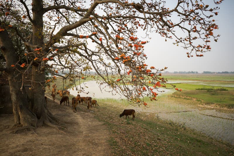 Vietnam landscape. Blossoming Bombax ceiba tree or Red Silk Cotton Flower by old temple with a herd of cows on countryside dyke.