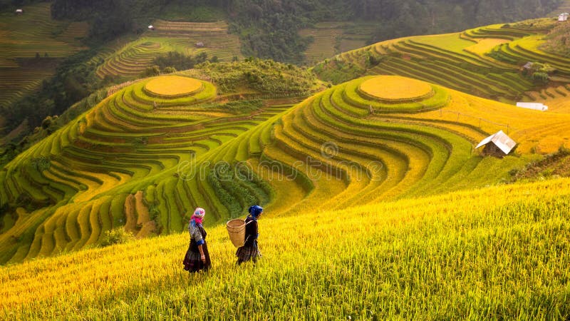 Vietnam Risfält förbereder skörden på nordvästliga Vietnam arkivbild