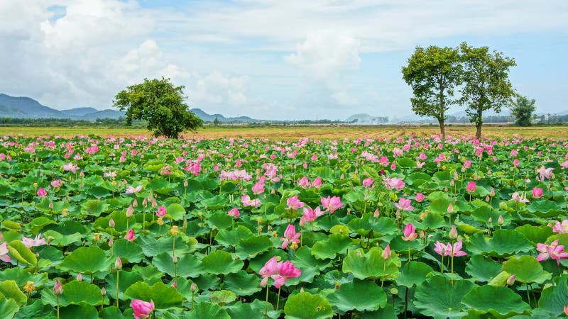 Vietnam travel, Mekong Delta, lotus pond