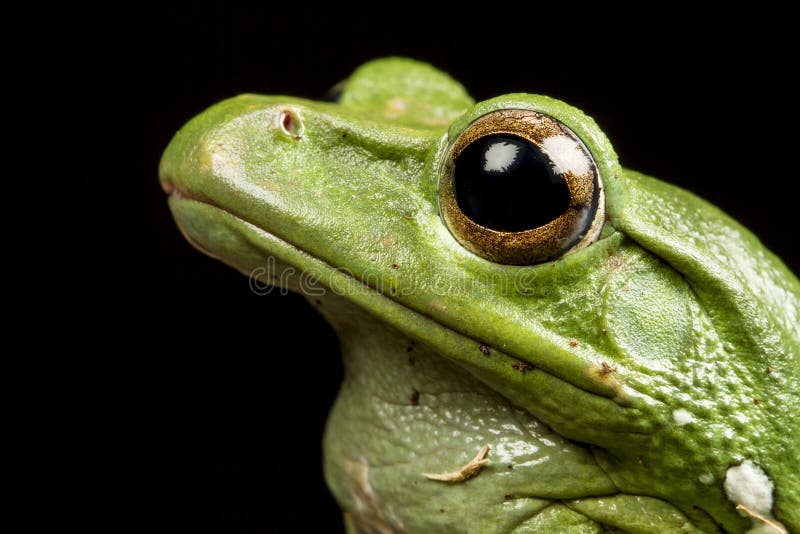 Vietnamese Blue (Gliding or Flying) Tree Frog (Polypedates denny