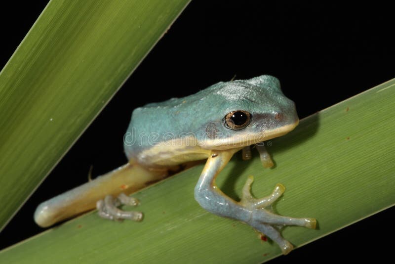 Vietnamese Blue Tree Frog Stock Photos - Free & Royalty-Free Stock