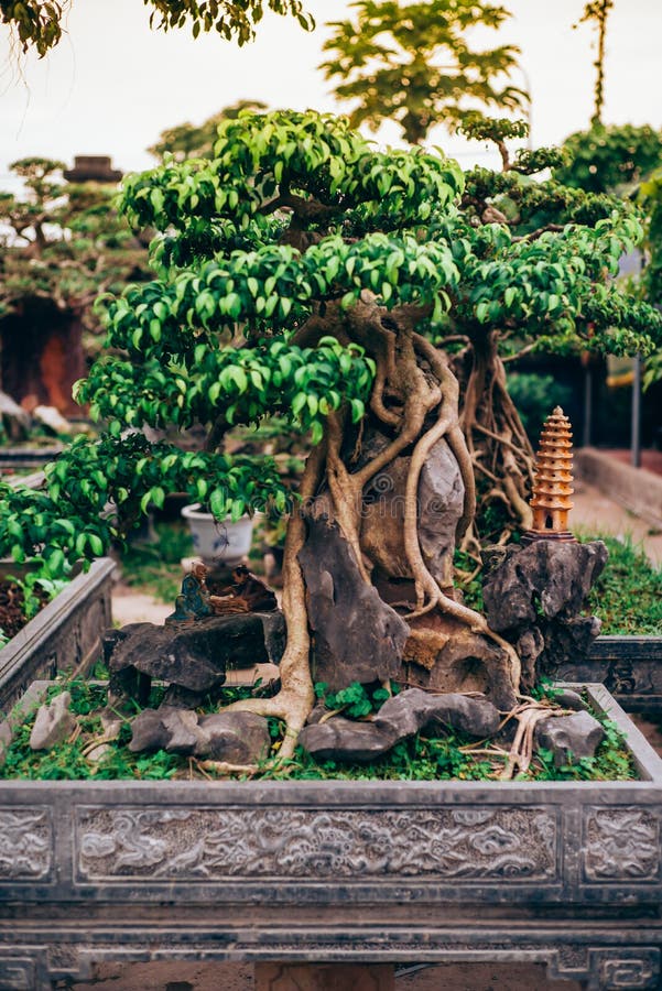 603 Vietnamese Bonsai Tree Stock Photos Free & RoyaltyFree Stock