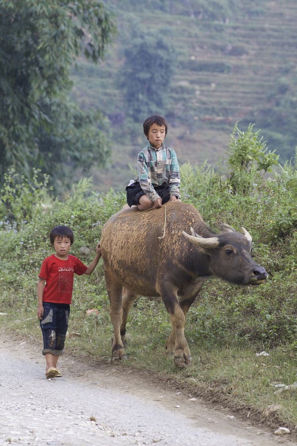 Vietnamese child in a water buffalo in Sapa, Vietnam Stock 