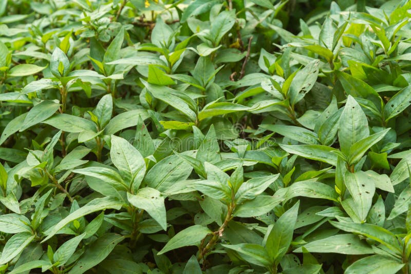 124 Vietnamese Coriander Garden Photos Free & RoyaltyFree Stock