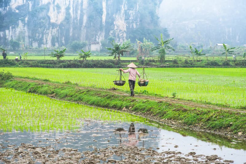 Vietnamese farmer working at rice field. Ninh Binh, Vietnam