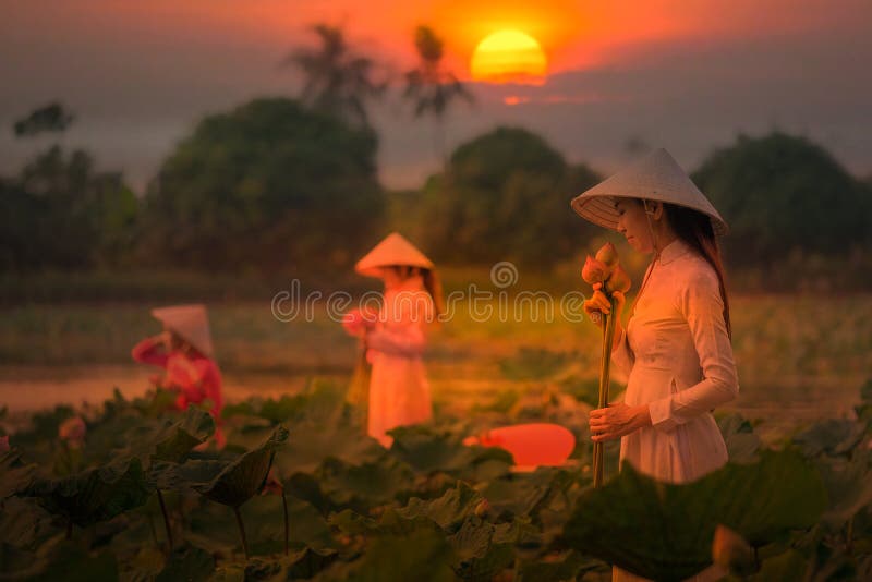 Vietnamese girl picking lotus flowers