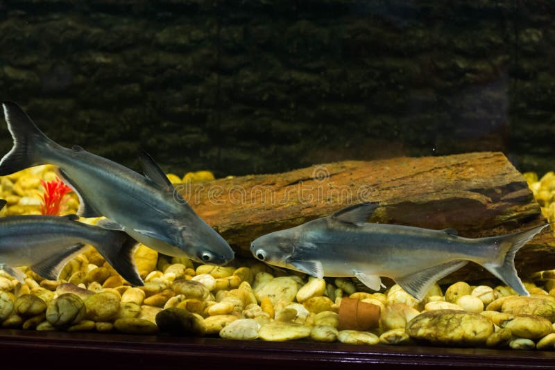 Vietnamese Pangasius, Basa Fish Stock Image Image of river, basa