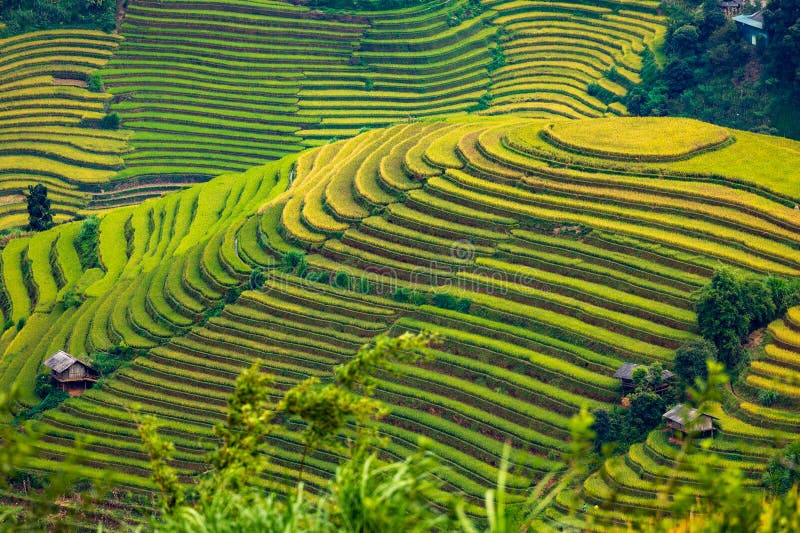 Aerial view of rice terrace field of La Pan Tan near Sapa, Vietnam. Aerial view of rice terrace field of La Pan Tan near Sapa, Vietnam