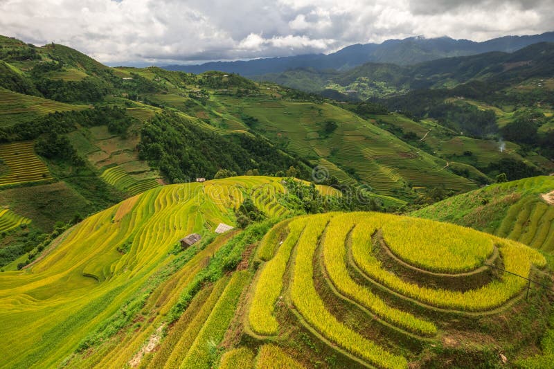 Aerial view of rice terrace field of La Pan Tan near Sapa, Vietnam. Aerial view of rice terrace field of La Pan Tan near Sapa, Vietnam