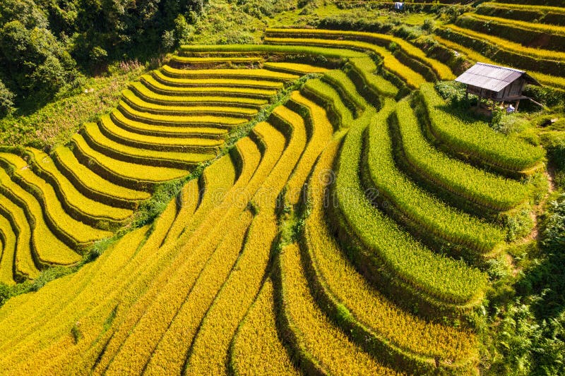 Rice terrace field of La Pan Tan near Sapa, Vietnam. Rice terrace field of La Pan Tan near Sapa, Vietnam