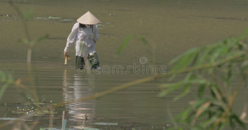 Vietnamese woman walking in water field, Hanoi