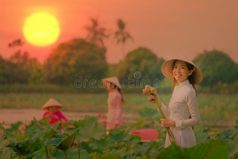 Vietnamese women are collecting the lotus sunset