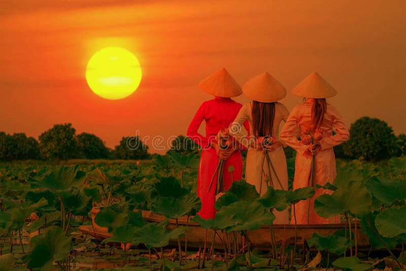 Vietnamese women are collecting the lotus sunset