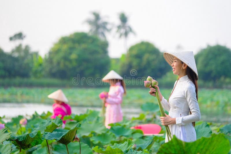 Vietnamese women are collecting the lotus sunset