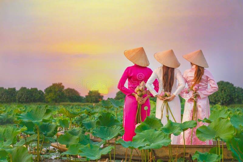 Vietnamese women are collecting the lotus sunset