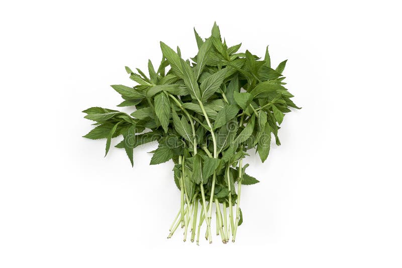 Vietnamesische Minze, Kraut benutzt beim Kochen lizenzfreies stockbild Vietnamesische Minze, Kraut benutzt beim Kochen lizenzfreies stockbild