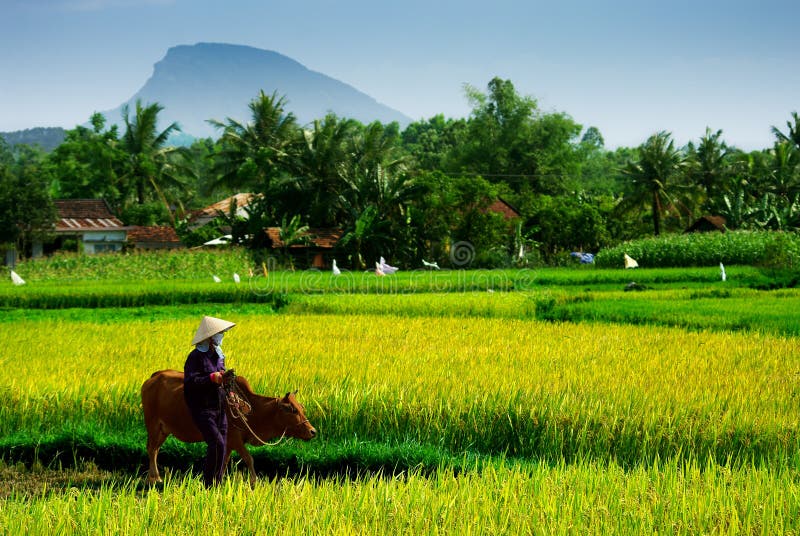 Vietnamesischer Landwirt lizenzfreie stockbilder Vietnamesischer Landwirt lizenzfreie stockbilder