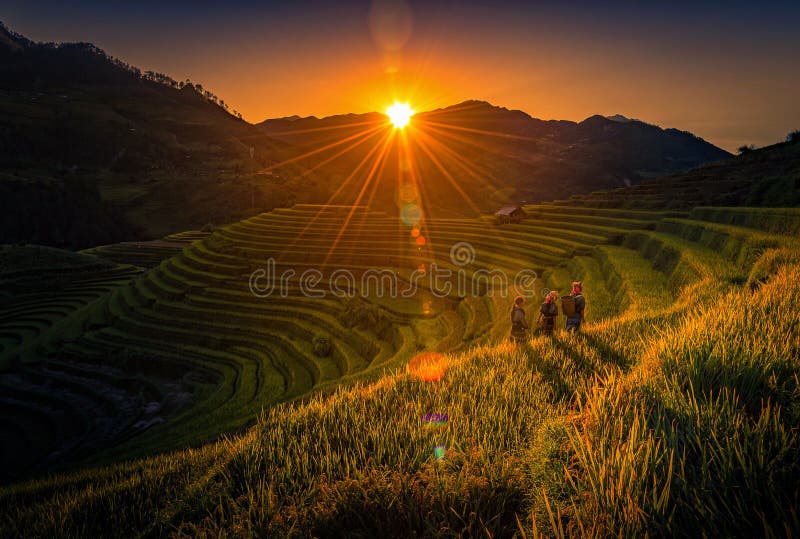 Vietnamesiska barn som hem går på skördrisfält på solnedgången i Mu Cang Chai, Yenbai, Vietnam arkivbild Vietnamesiska barn som hem går på skördrisfält på solnedgången i Mu Cang Chai, Yenbai, Vietnam arkivbild