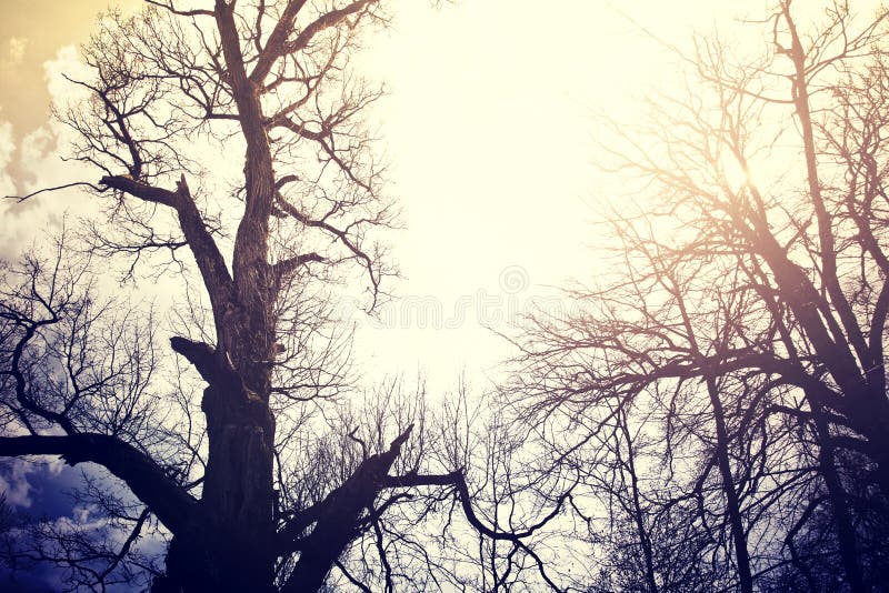 Vieux arbres morts au-dessus de ciel photographie stock libre de droits Vieux arbres morts au-dessus de ciel photographie stock libre de droits