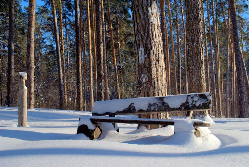 Vieux banc en bois dans une forêt de pin couverte de neige photographie stock libre de droits Vieux banc en bois dans une forêt de pin couverte de neige photographie stock libre de droits