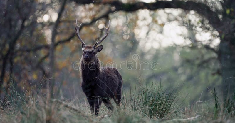Vieux cerf sika aux yeux debout sur un terrain herbeux dans les bois pendant qu'il neige dans la journée banque de vidéos