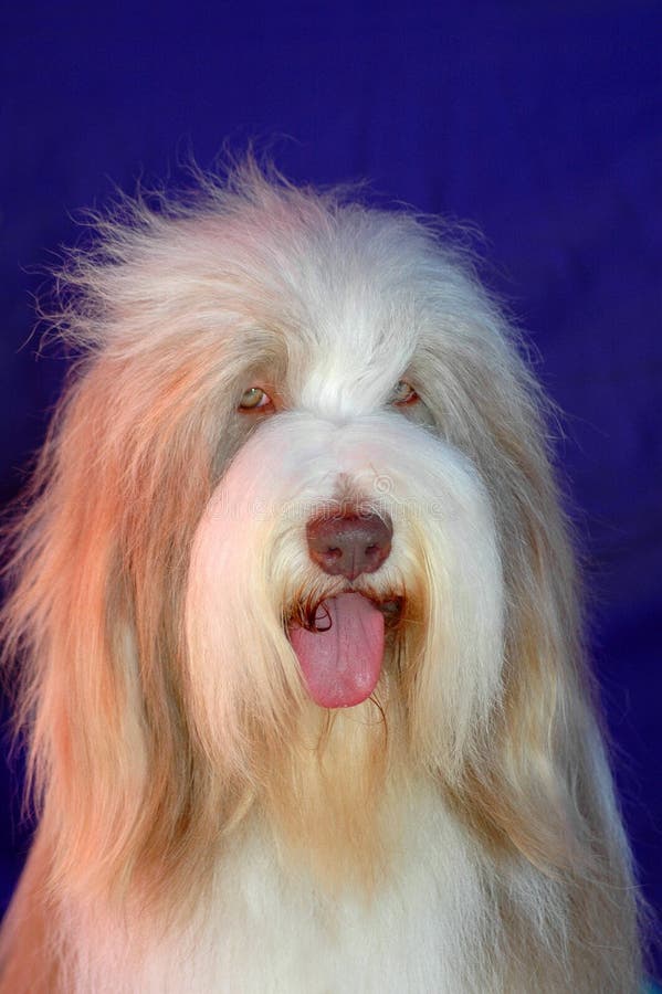 A beautiful long haired Old English Sheepdog (Bobtail) dog head portrait with cute expression in the face watching other dogs. Image on blue studio background. A beautiful long haired Old English Sheepdog (Bobtail) dog head portrait with cute expression in the face watching other dogs. Image on blue studio background.