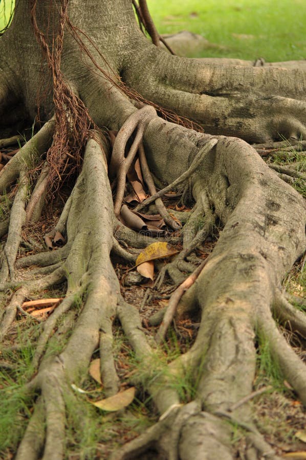 Old roots of a tree in tropical forest. Old roots of a tree in tropical forest