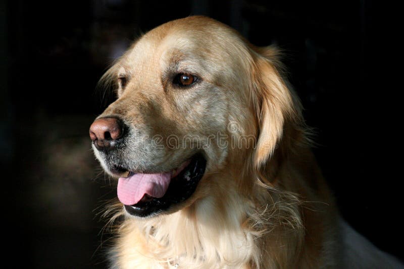 Vieux halètement de chien de golden retriever photo stock Vieux halètement de chien de golden retriever photo stock