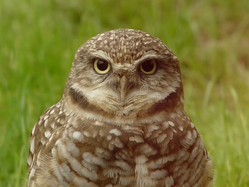 Vieux hibou sage image libre de droits Vieux hibou sage image libre de droits