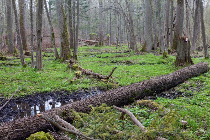 Vieux mensonge cassé d'arbre d'aulne au printemps forêt image stock Vieux mensonge cassé d'arbre d'aulne au printemps forêt image stock