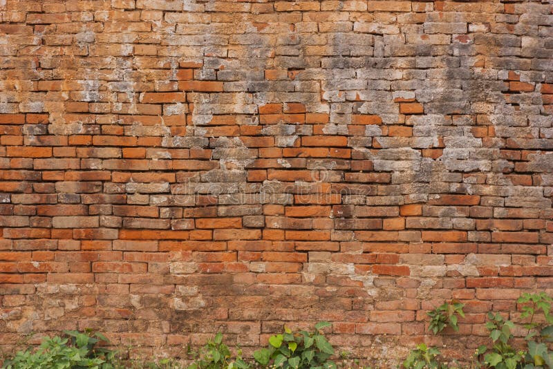 Vieux mur de briques tellement qu'a des arbres s'élevant le long d'un mur de briques