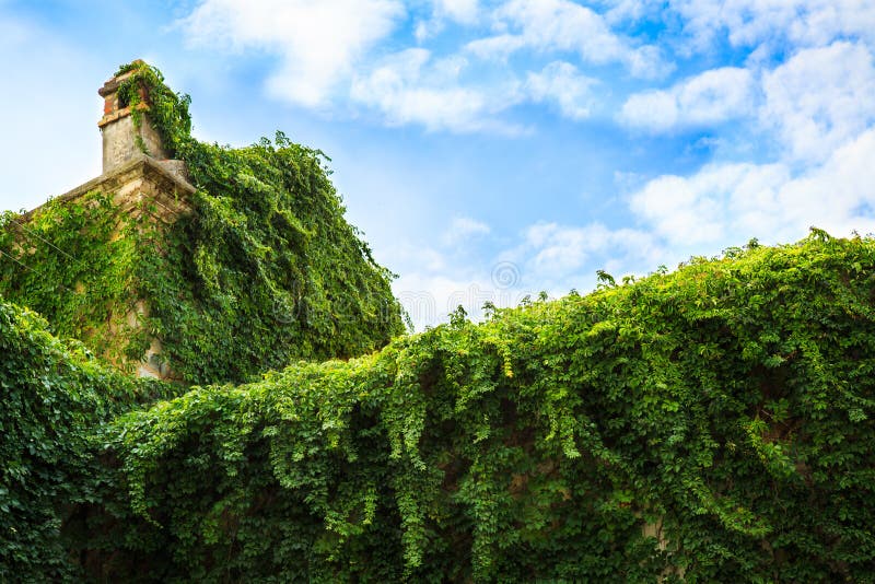 Vieux mur en pierre de château médiéval envahi avec le lierre luxuriant Bâtiment vert avec des usines images libres de droits Vieux mur en pierre de château médiéval envahi avec le lierre luxuriant Bâtiment vert avec des usines images libres de droits