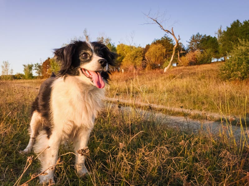 Vieux portrait de chien joyeux posé sur le terrain d'herbe sèche près de la forêt, couleurs d'automne saisonnières, lumière photographie stock Vieux portrait de chien joyeux posé sur le terrain d'herbe sèche près de la forêt, couleurs d'automne saisonnières, lumière photographie stock