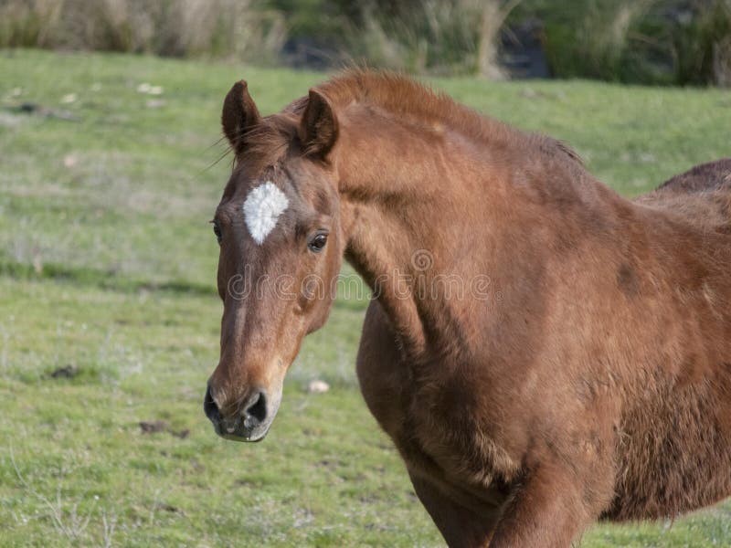 Vieux portrait de tête de Saddlebred avec Nack arqué images stock Vieux portrait de tête de Saddlebred avec Nack arqué images stock