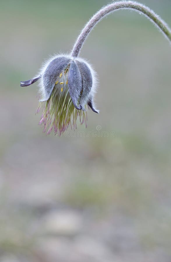 Vieux Pulsatilla images libres de droits Vieux Pulsatilla images libres de droits