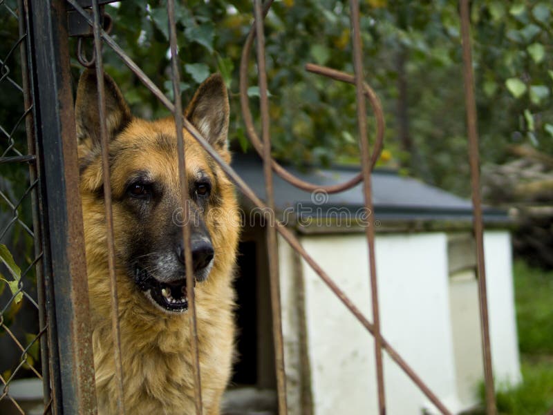 Vieux shepard allemand dans la cage image stock Vieux shepard allemand dans la cage image stock