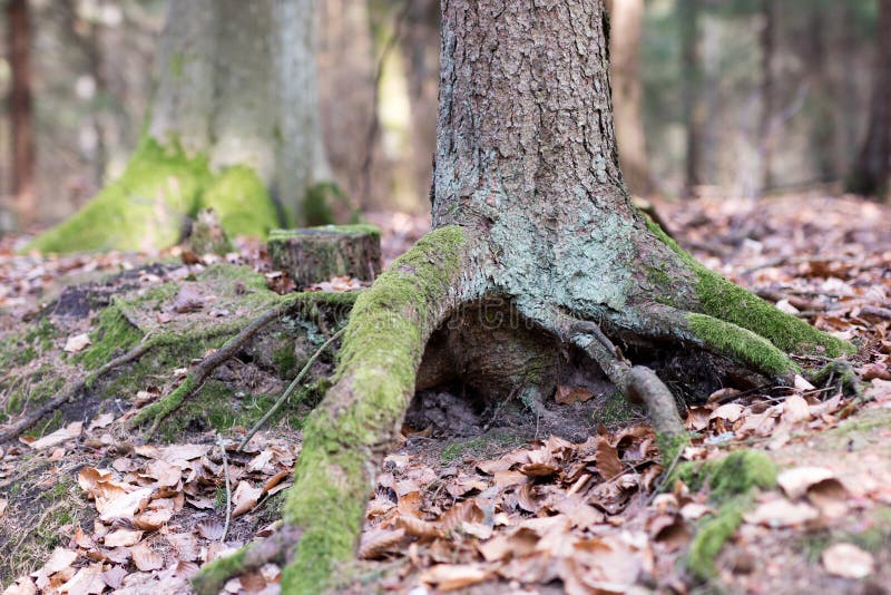 Vieux tronc d'arbre moussu dans une surface boisée Traces d'une vieille notation images stock Vieux tronc d'arbre moussu dans une surface boisée Traces d'une vieille notation images stock