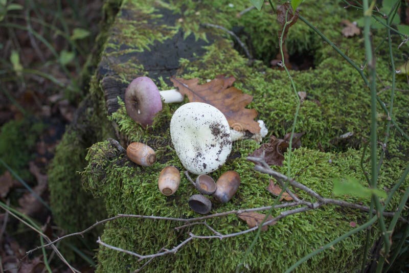 Vieux tronçon d'arbre couvert de la mousse verte environnement naturel, sur les glands de tronçon, champignons images libres de droits Vieux tronçon d'arbre couvert de la mousse verte environnement naturel, sur les glands de tronçon, champignons images libres de droits