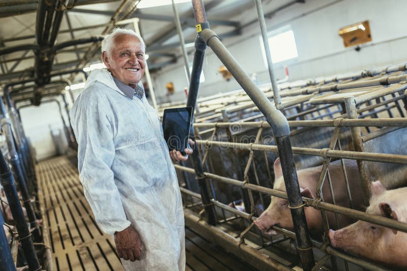 Vieux vétérinaire est debout à la ferme de porc et vérifier la santé des porcs photo libre de droits