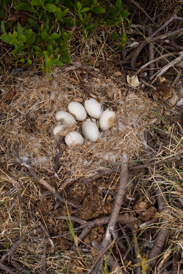 View of an abandoned Goose nest with seven intact eggs