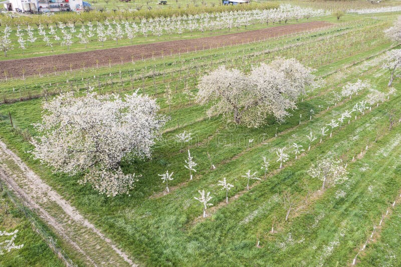 View from above of the blooming cherry orchards near Frauenstein Germany in the Rheingau. View from above of the blooming cherry orchards near Frauenstein Germany in the Rheingau