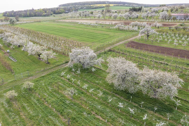 View from above of the blooming cherry orchards near Frauenstein Germany in the Rheingau. View from above of the blooming cherry orchards near Frauenstein Germany in the Rheingau