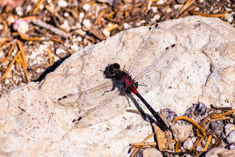 View from above of a Crimson-ringed Whiteface (Leucorrhinia glacialis) dragonfly sitting on a rock, Lassen Volcanic National Park stock image View from above of a Crimson-ringed Whiteface (Leucorrhinia glacialis) dragonfly sitting on a rock, Lassen Volcanic National Park stock image