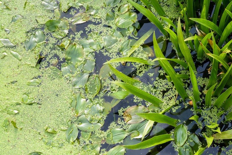 View from Above of Duckweed and Semiaquatic Plants in a Pond Stock