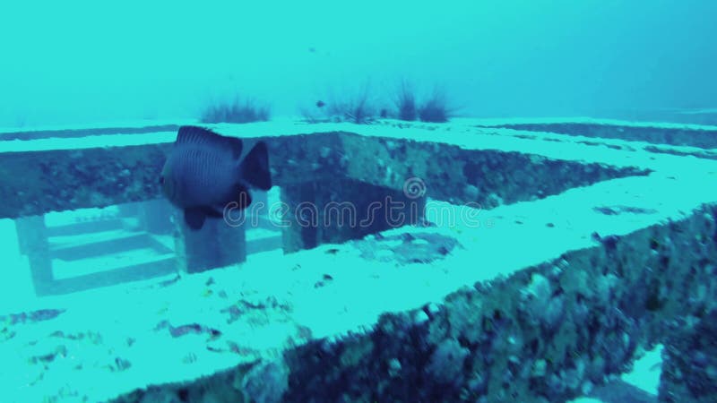 View from action camera of underwater world